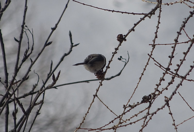 Cincia bigia alpestre / Poecile montanus